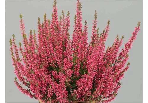 JUNAVERA Calluna vulgaris Beauty Ladies Siska | Struikheide rood | 20 cm hoog | 9 cm pot