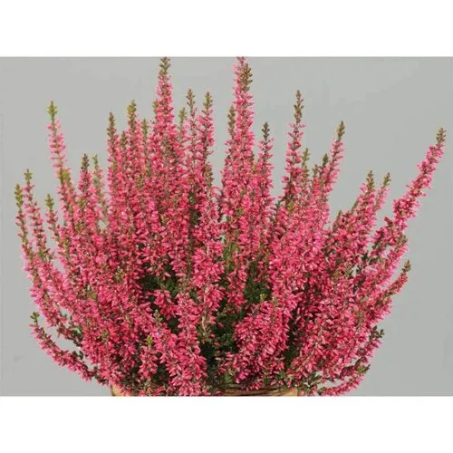 JUNAVERA Calluna vulgaris Beauty Ladies Siska | Struikheide rood | 20 cm hoog | 9 cm pot