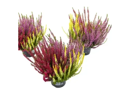 JUNAVERA Calluna vulgaris Beauty Ladies Starlight gemengd | 25 cm hoog | 11 cm pot