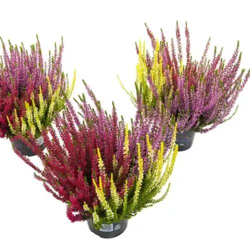 JUNAVERA Calluna vulgaris Beauty Ladies Starlight gemengd | 25 cm hoog | 11 cm pot