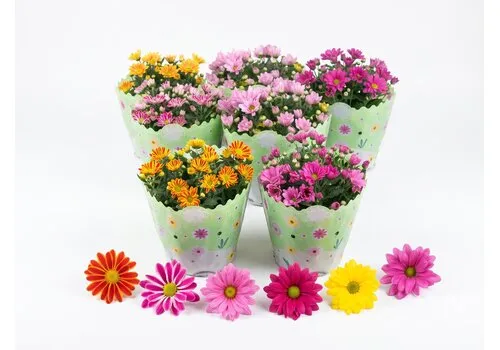 JUNAVERA Chrysanthemum gemengd | verkoop per stuk | 23 cm pot | 30 cm hoog