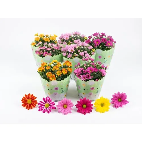 JUNAVERA Chrysanthemum gemengd | verkoop per stuk | 23 cm pot | 30 cm hoog