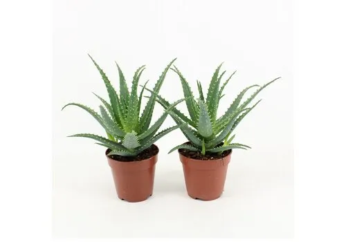 JUNAVERA Aloe arborescens | 12 cm pot | 20 cm hoog