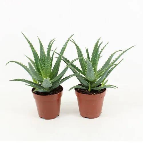 JUNAVERA Aloe arborescens | 12 cm pot | 20 cm hoog