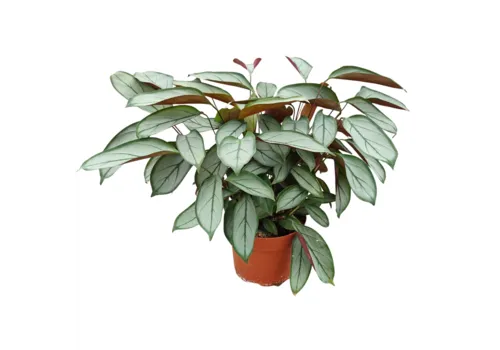 JUNAVERA Ctenanthe Setosa Silver | 12 cm pot | 35 cm hoog