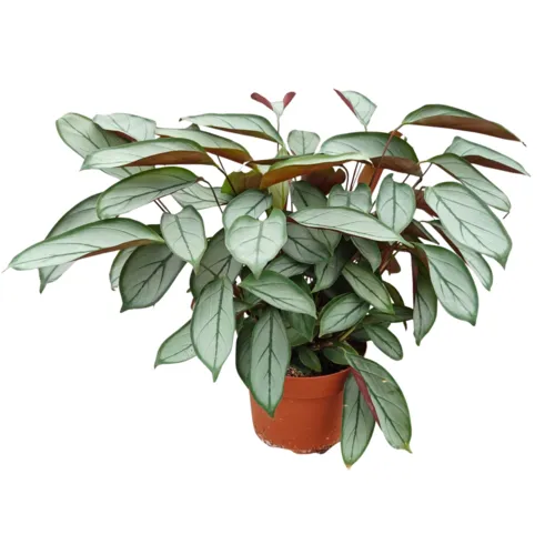 JUNAVERA Ctenanthe Setosa Silver | 12 cm pot | 35 cm hoog