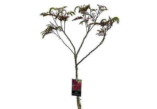 JUNAVERA Albizia julibrissin Summer Chocolate | Paarse slaapboom op stam | 230 cm hoog | 27 cm pot