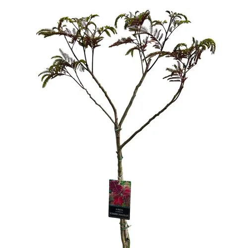 JUNAVERA Albizia julibrissin Summer Chocolate | Paarse slaapboom op stam | 230 cm hoog | 27 cm pot