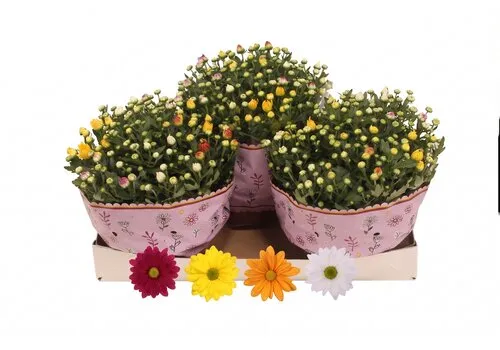 JUNAVERA Chrysanthemum gemengde kleuren in 1 pot | 27 cm hoog | 23 cm pot