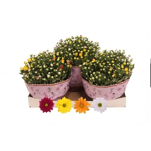 JUNAVERA Chrysanthemum gemengde kleuren in 1 pot | 27 cm hoog | 23 cm pot