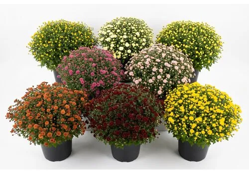 JUNAVERA Bolchrysant mix | 40 cm hoog | 19 cm pot | bol ca. 45 cm | per stuk