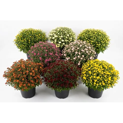JUNAVERA Bolchrysant mix | 40 cm hoog | 19 cm pot | bol ca. 45 cm | per stuk