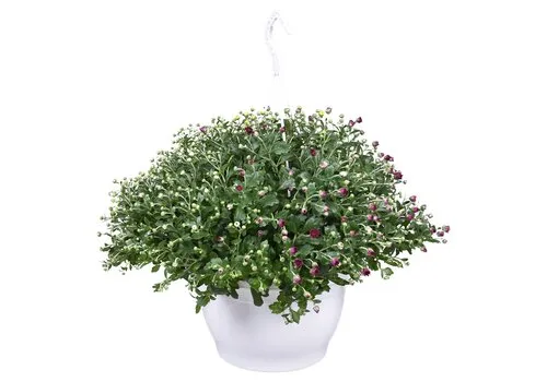 JUNAVERA Chrysanthemum Skyfall gemengd | per stuk | 40 cm hoog | 25 cm hangpot