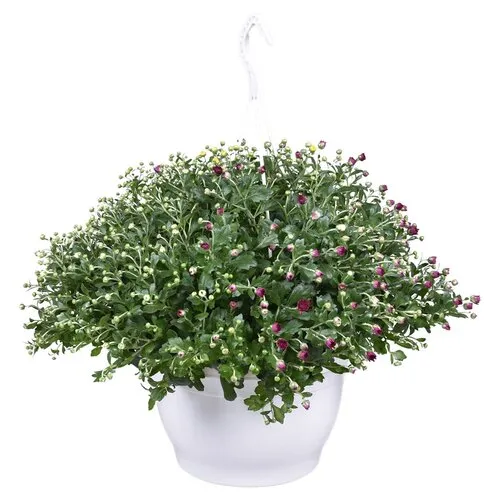 JUNAVERA Chrysanthemum Skyfall gemengd | per stuk | 40 cm hoog | 25 cm hangpot