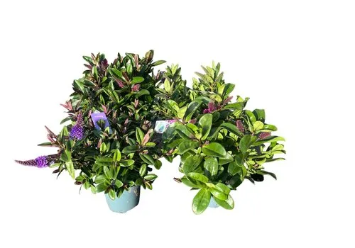 JUNAVERA Hebe Addenda gemengd | 30 cm hoog | 12 cm pot | verkoop per stuk