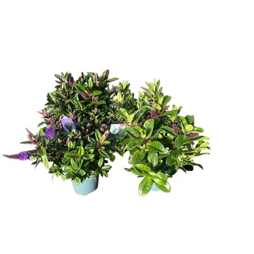 JUNAVERA Hebe Addenda gemengd | 30 cm hoog | 12 cm pot | verkoop per stuk