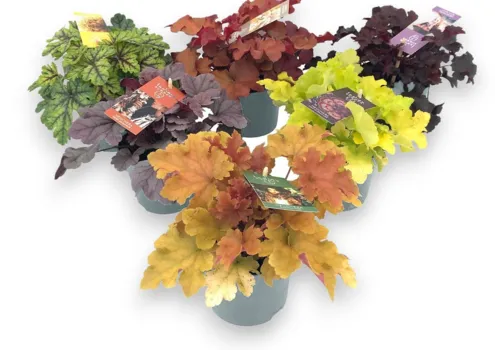 JUNAVERA Heuchera Indian Summer gemengd | 25 cm hoog | 12 cm pot | per stuk