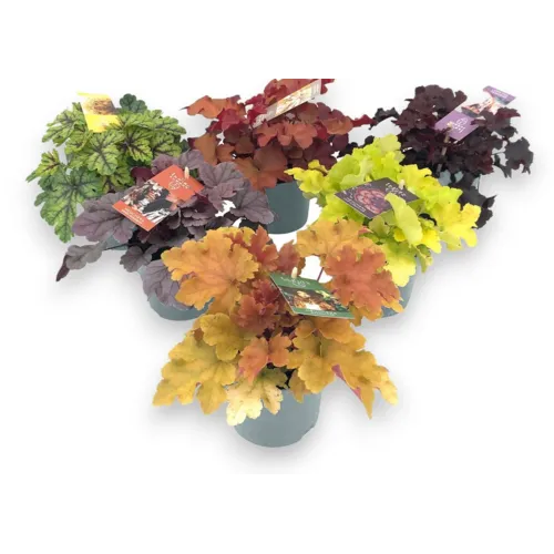 JUNAVERA Heuchera Indian Summer gemengd | 25 cm hoog | 12 cm pot | per stuk