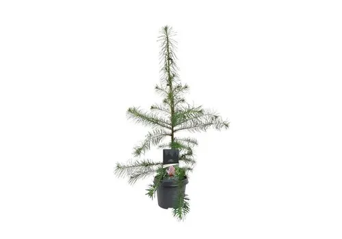 JUNAVERA Larix decidua | Europese lariks | 90 cm hoog | 23 cm pot