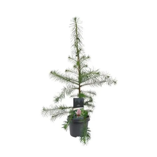 JUNAVERA Larix decidua | Europese lariks | 90 cm hoog | 23 cm pot