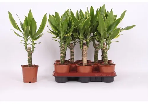 JUNAVERA Dracaena fragrans Golden Coast | 11 cm pot | 40 cm hoog