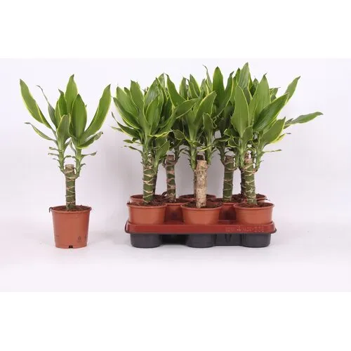 JUNAVERA Dracaena fragrans Golden Coast | 11 cm pot | 40 cm hoog