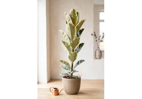 JUNAVERA Ficus elastica 'Tineke' | pot 21 cm | 120 cm hoog