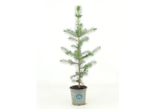 JUNAVERA Picea abies | Fijnspar | 35 cm hoog | 9 cm pot