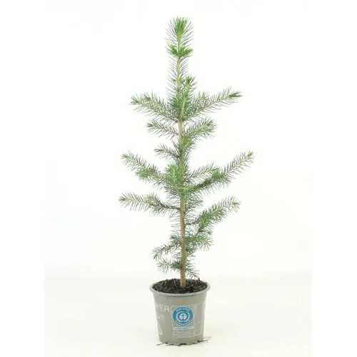 JUNAVERA Picea abies | Fijnspar | 35 cm hoog | 9 cm pot