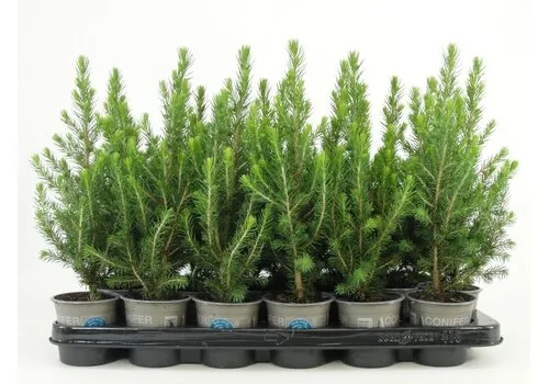 JUNAVERA Picea glauca 'Conica' | 32 cm hoog | 9 cm pot