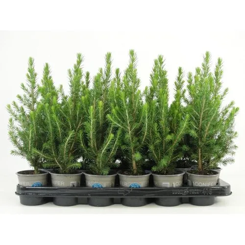 JUNAVERA Picea glauca 'Conica' | 32 cm hoog | 9 cm pot