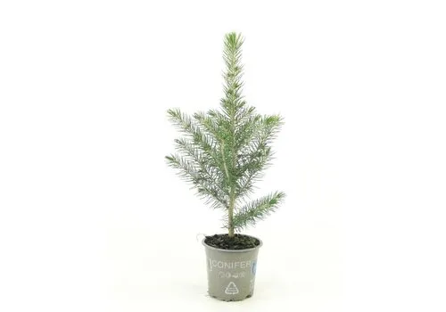 JUNAVERA Picea pungens Glauca | Blauwspar | 25 cm hoog | 9 cm pot