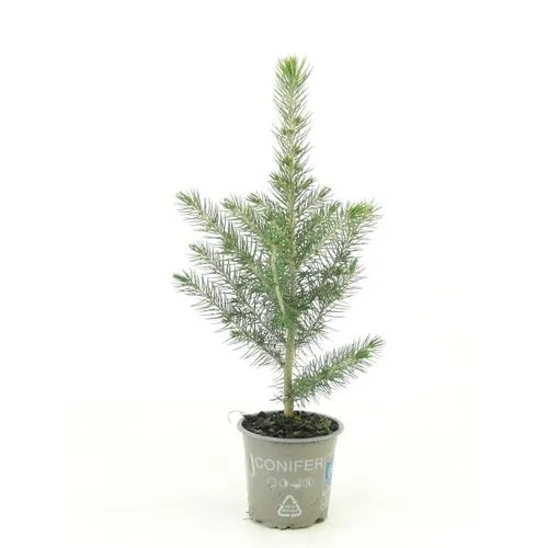 JUNAVERA Picea pungens Glauca | Blauwspar | 25 cm hoog | 9 cm pot