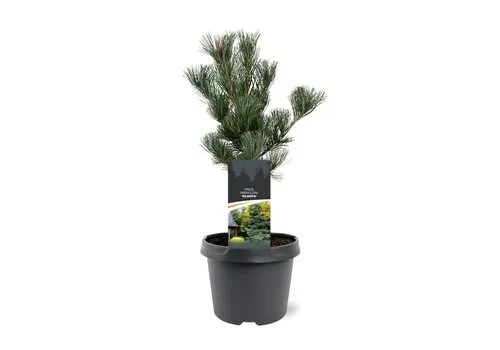JUNAVERA Pinus parviflora 'Glauca' | 35 cm hoog | 19 cm pot