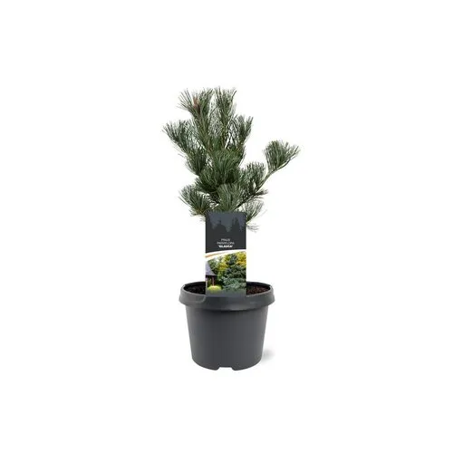 JUNAVERA Pinus parviflora 'Glauca' | 35 cm hoog | 19 cm pot