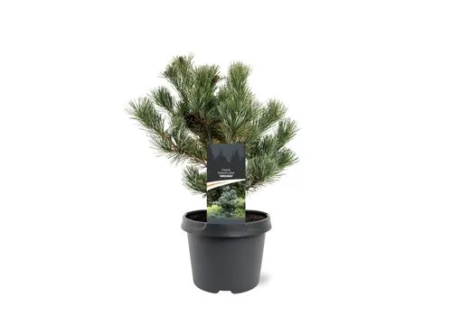 JUNAVERA Pinus parviflora 'Negishi' | Japanse witte den | 30 cm hoog | 19 cm pot