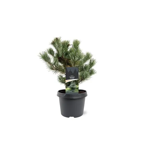 JUNAVERA Pinus parviflora 'Negishi' | Japanse witte den | 30 cm hoog | 19 cm pot