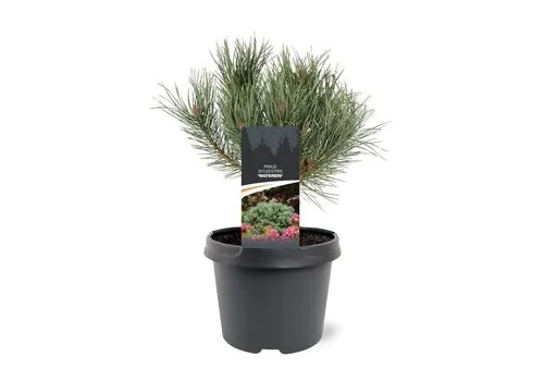 JUNAVERA Pinus sylvestris 'Watereri' | 30 cm hoog | 19 cm pot