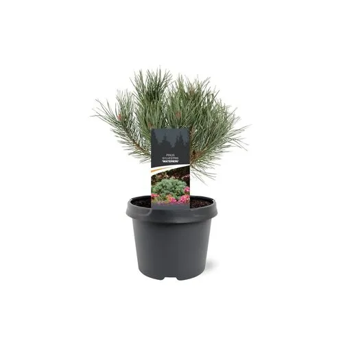 JUNAVERA Pinus sylvestris 'Watereri' | 30 cm hoog | 19 cm pot