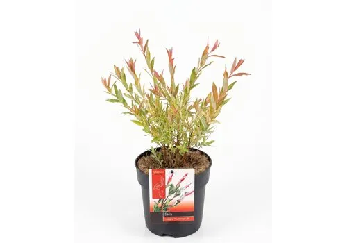 JUNAVERA Salix integra 'Flamingo' | Flamingowilg | 19 cm pot | 50 cm hoog