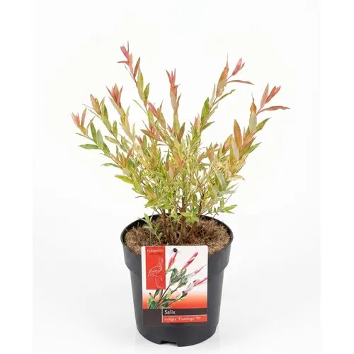 JUNAVERA Salix integra 'Flamingo' | Flamingowilg | 19 cm pot | 50 cm hoog