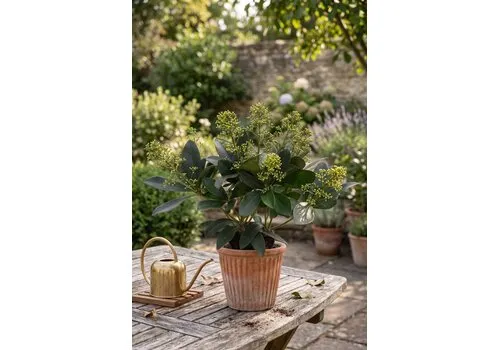 JUNAVERA Skimmia japonica 'Finchy' | 30 cm hoog | 10,5 cm pot