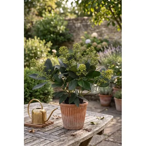JUNAVERA Skimmia japonica 'Finchy' | 30 cm hoog | 10,5 cm pot
