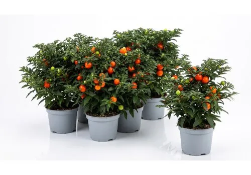 JUNAVERA Solanum pseudocapsicum | Oranjeboompje | 10 cm pot | 22 cm hoog