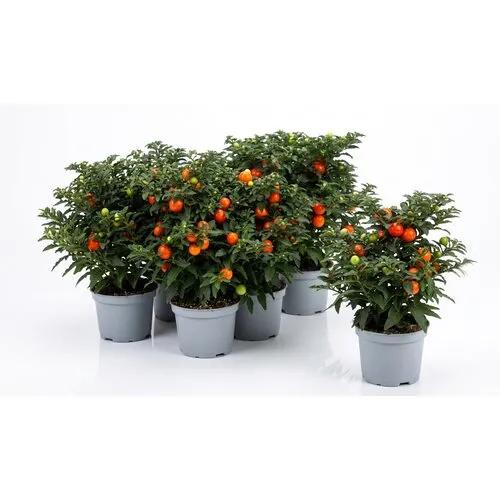 JUNAVERA Solanum pseudocapsicum | Oranjeboompje | 10 cm pot | 22 cm hoog