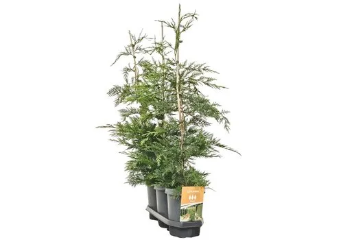 JUNAVERA Cupressocyparis leylandii | Leylandcipres | 21 cm pot | 110 cm hoog