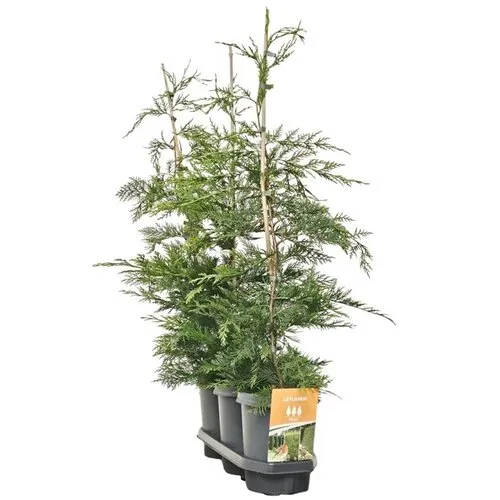 JUNAVERA Cupressocyparis leylandii | Leylandcipres | 21 cm pot | 110 cm hoog