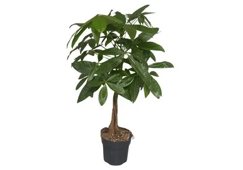 JUNAVERA Pachira aquatica | 17 cm pot | 60 cm hoog
