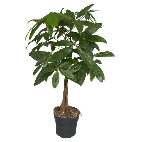 JUNAVERA Pachira aquatica | 17 cm pot | 60 cm hoog