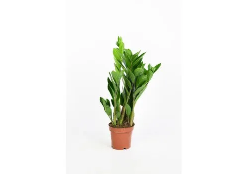 JUNAVERA Zamioculcas zamiifolia | pot 12 cm | hoogte 50 cm